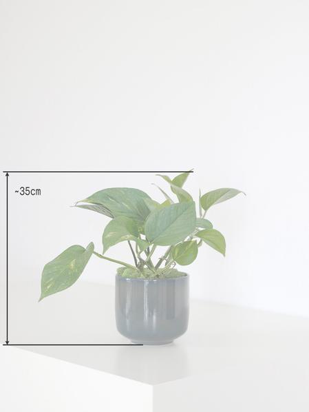 Pothos Cascade