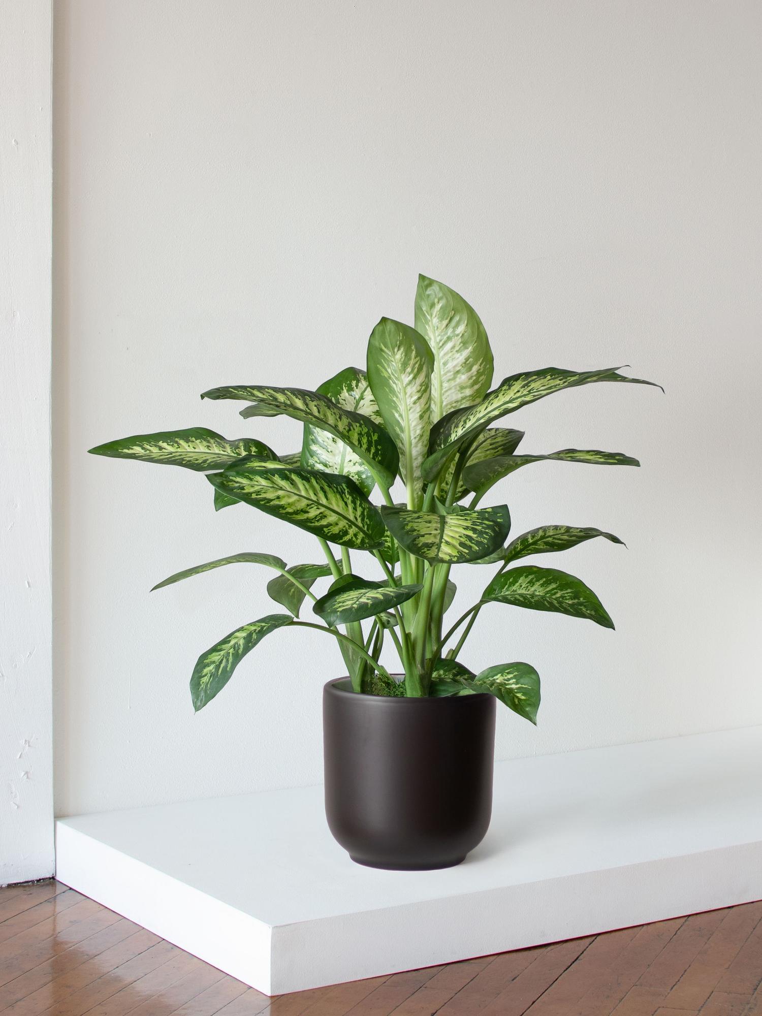 indoor plant stand modern Adjustable Plant Stand