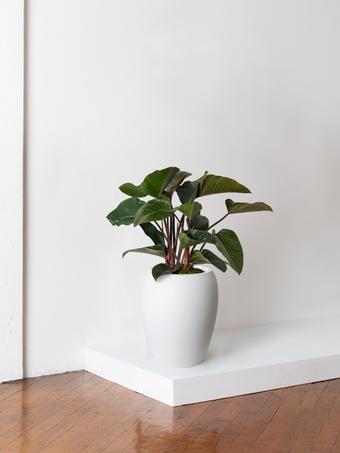 indoor plants picture