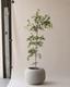 Black Olive Tree