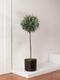 Olive Tree
