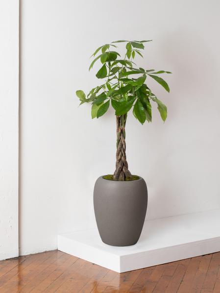 Braided Money Tree