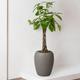 Braided Money Tree
