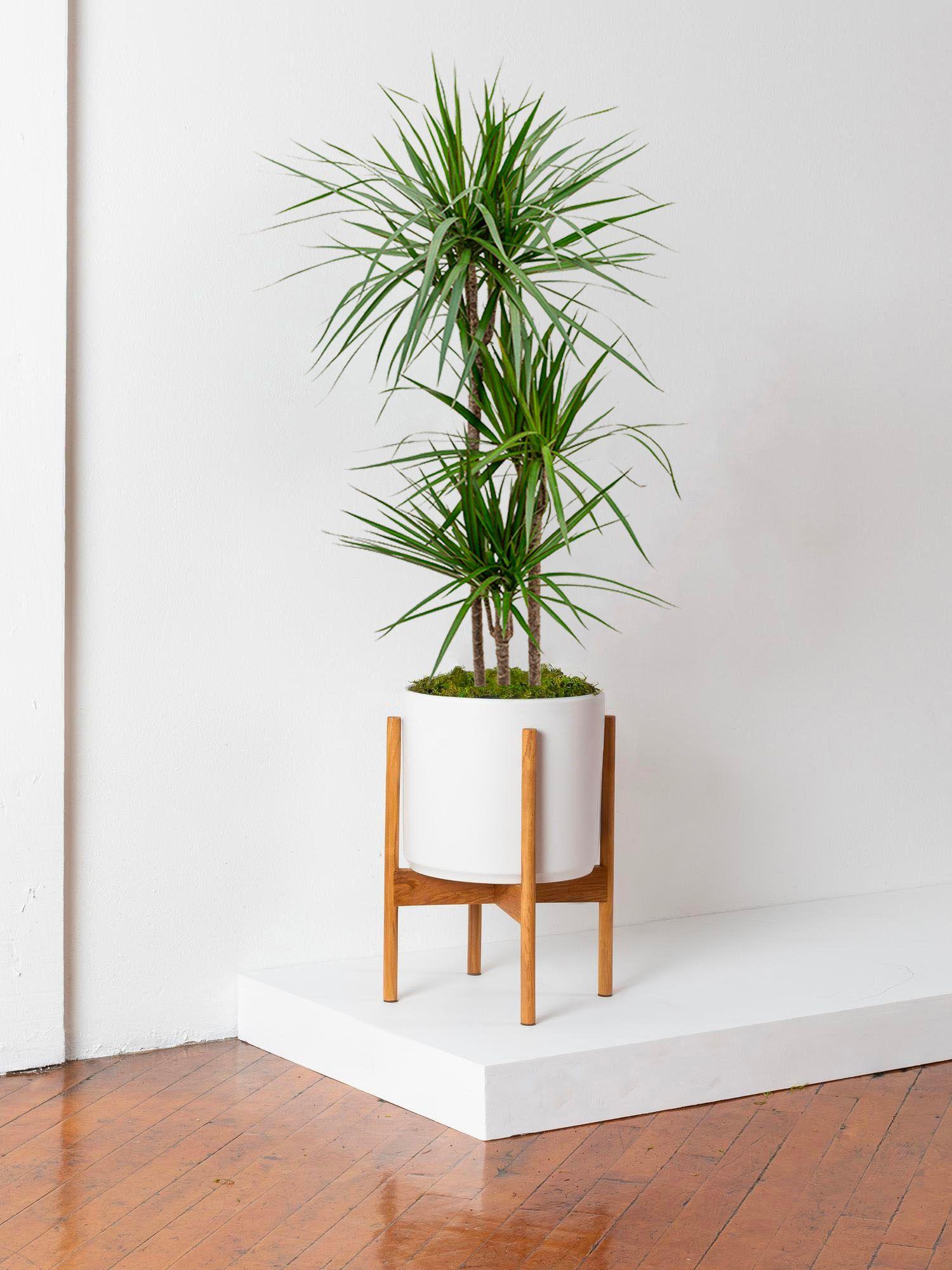 Drachenbaum Marginata Large (1m) + Mid-Century Topf | Lon & George