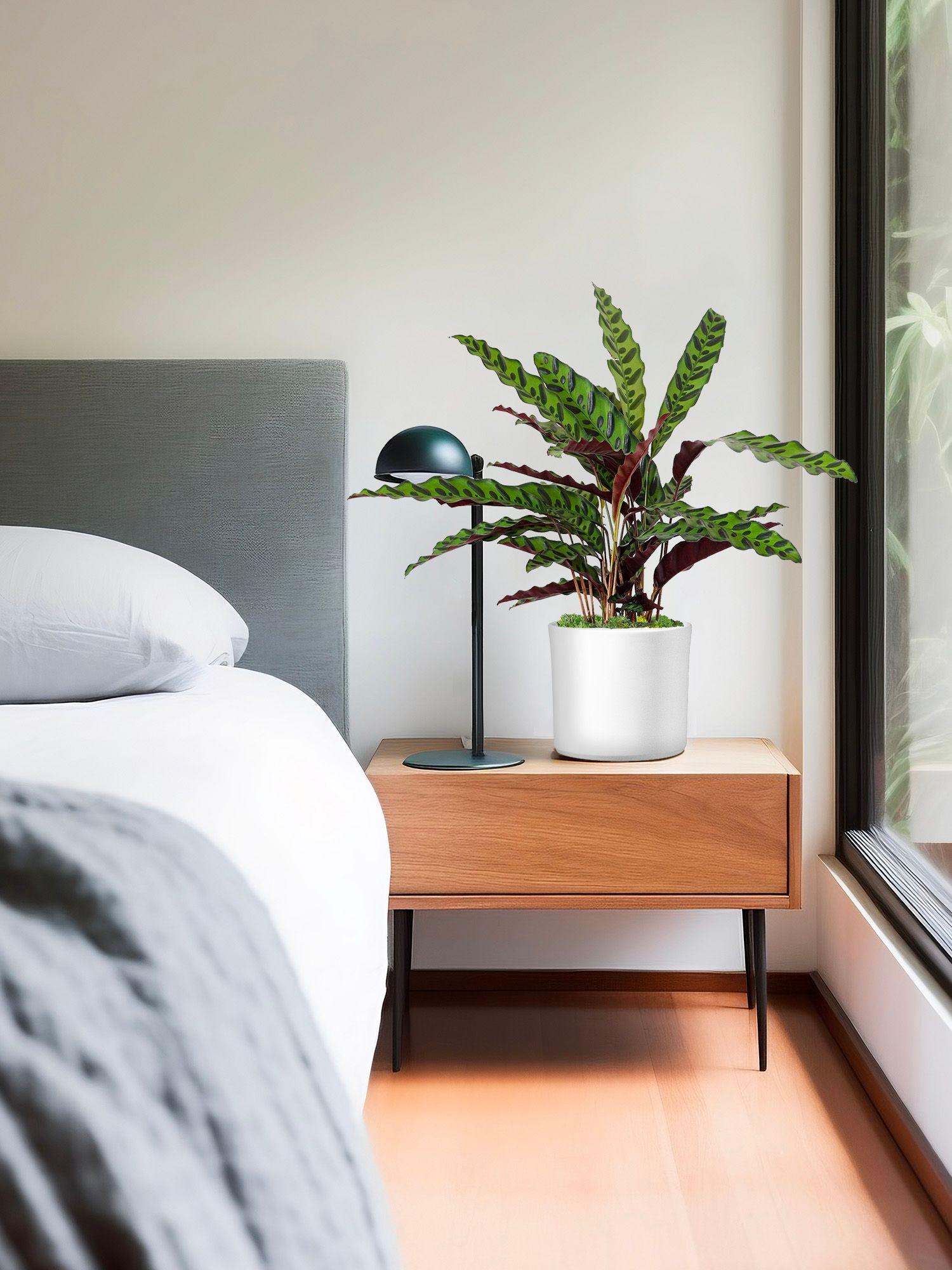 Calathea Paon de Rio