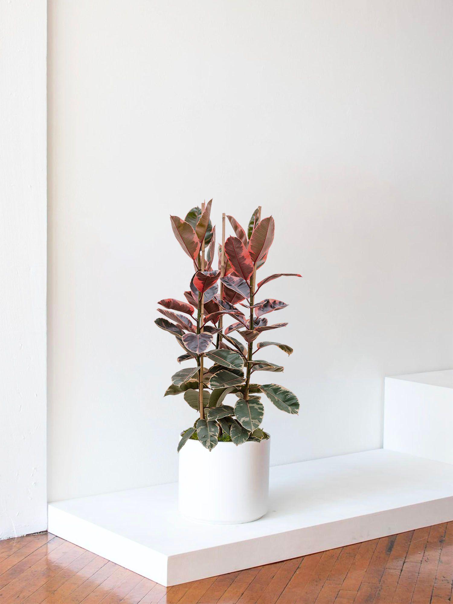 Ficus Elastica Belize