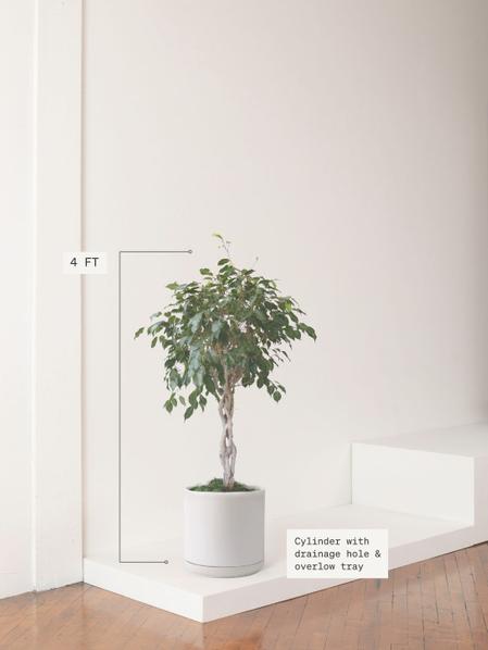 Ficus Benjamina
