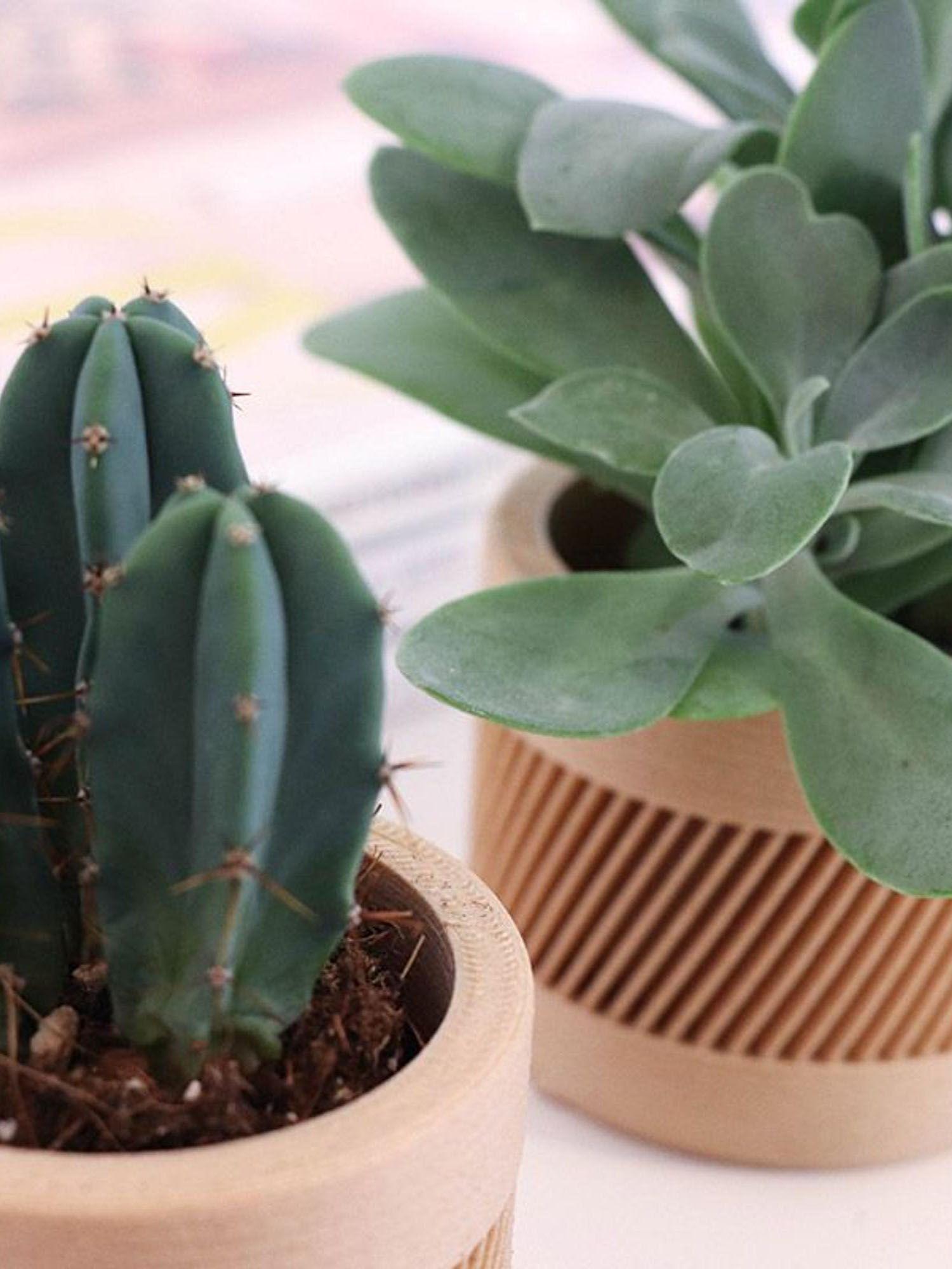 Duo Senecio X Cactus