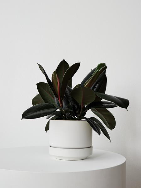 Rubber Plant