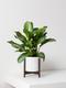 Silver Evergreen