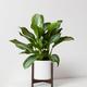 Silver Evergreen