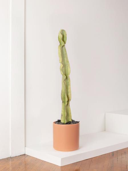 Desert Cactus