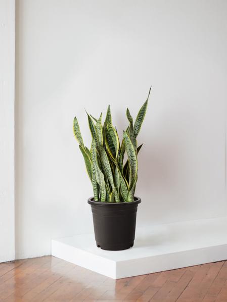 Snake Plant Laurentii