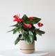 King of Hearts Anthurium