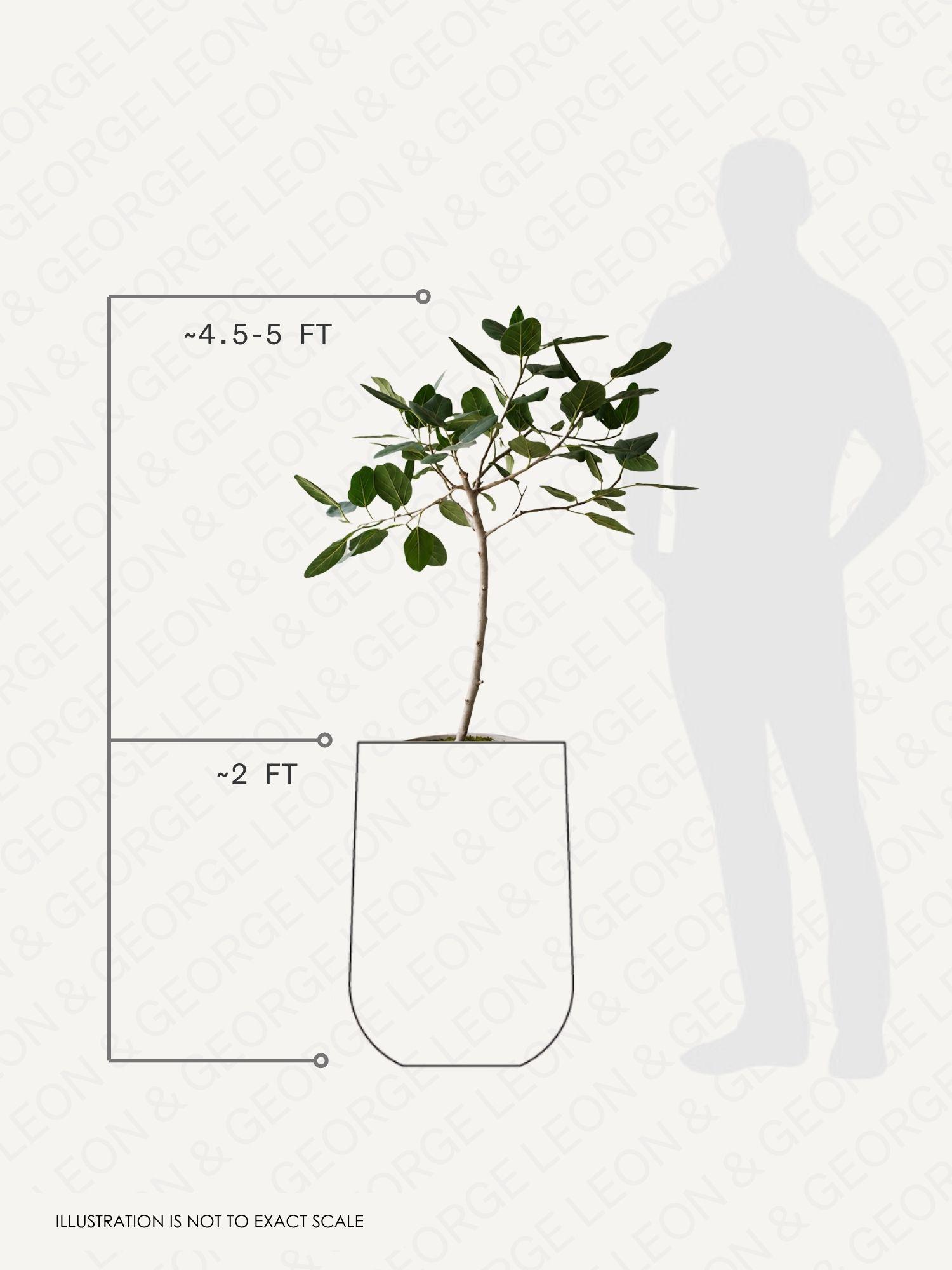 Ficus Audrey Tree pot and plant dimensions