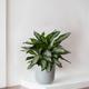 Silver Evergreen