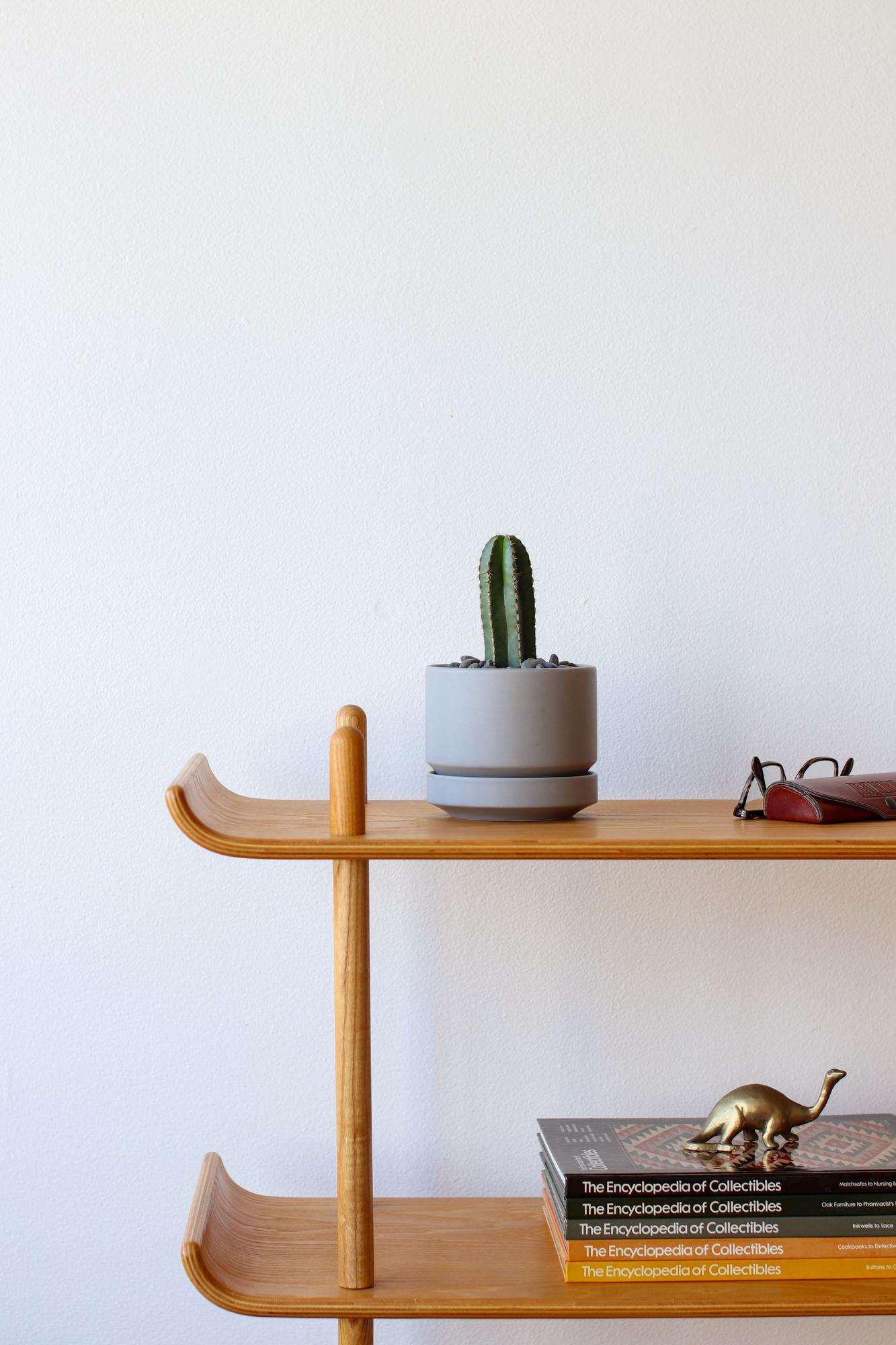 Mexican Fence Post Cactus