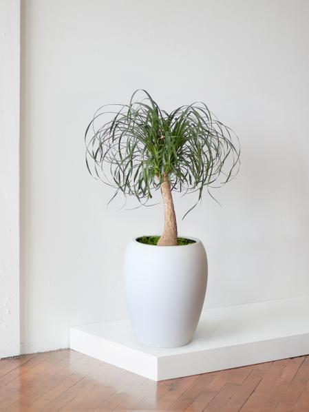 Ponytail Palm