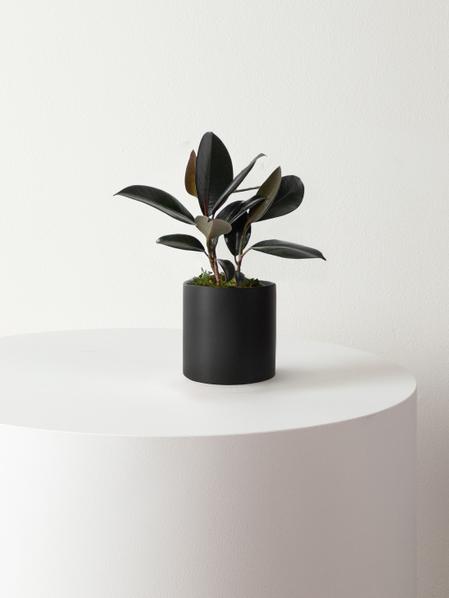 Rubber Plant