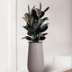 Rubber Tree