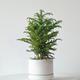 Norfolk Island Pine