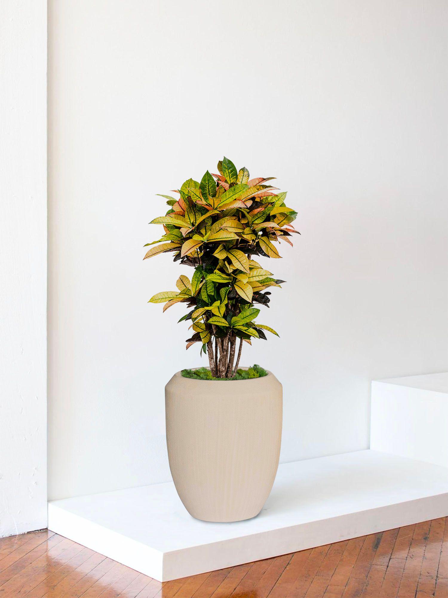 indoor plants picture