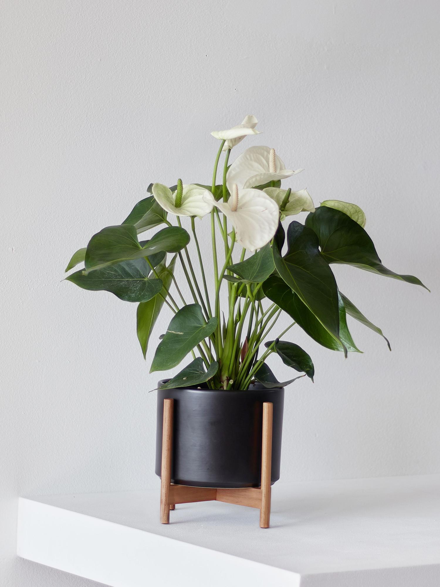 Anthurium - Queen of Spades