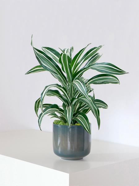 Dracaena Fragrans Joyau de Jade