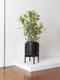 Dracaena Song of India