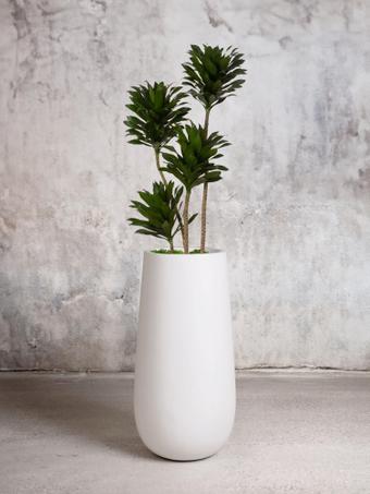 indoor plants picture