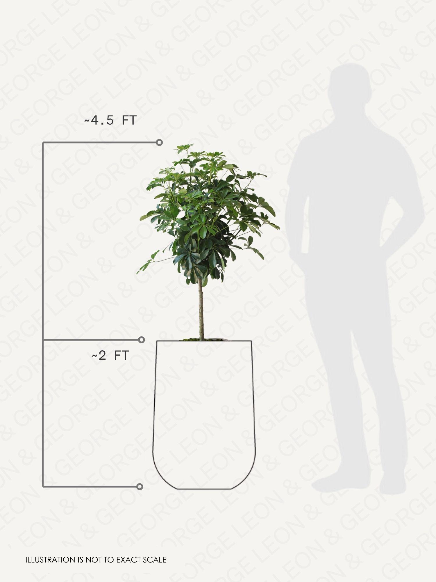 Schefflera Tree pot and plant dimensions