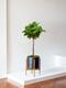 Fiddle Leaf Fig Tree 