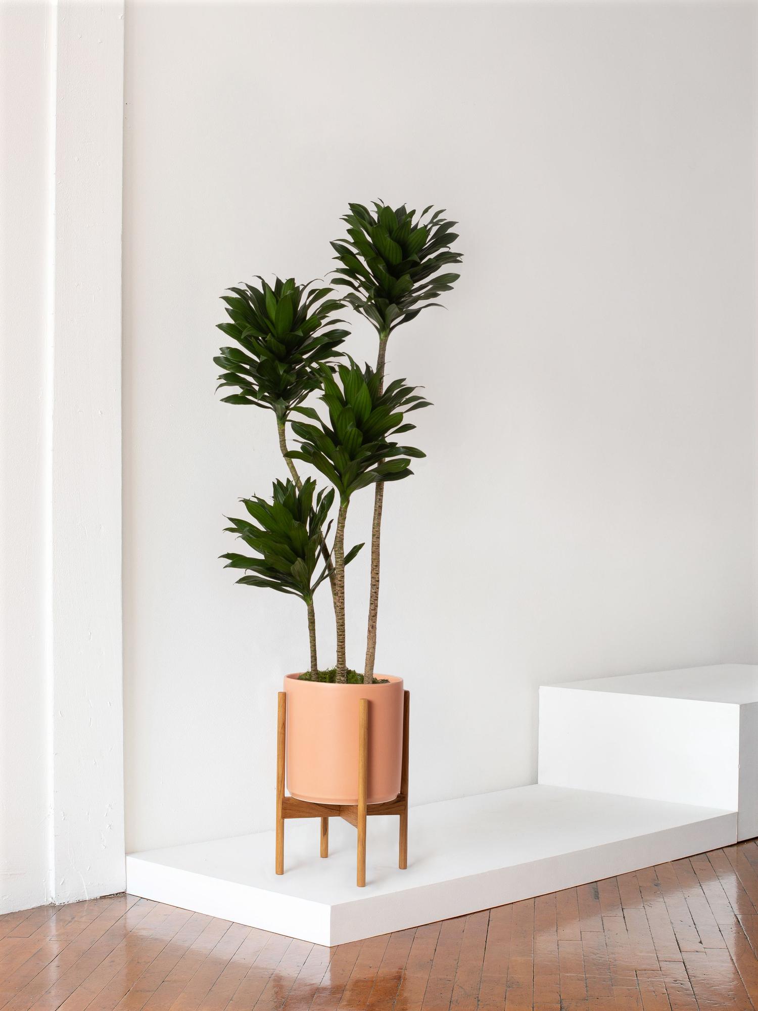 Dracaena Compacta - Coral Mid-Century Ceramic & Light Wood Stand 