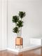 Dracaena Compacta