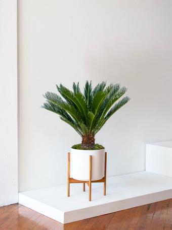 indoor plants picture