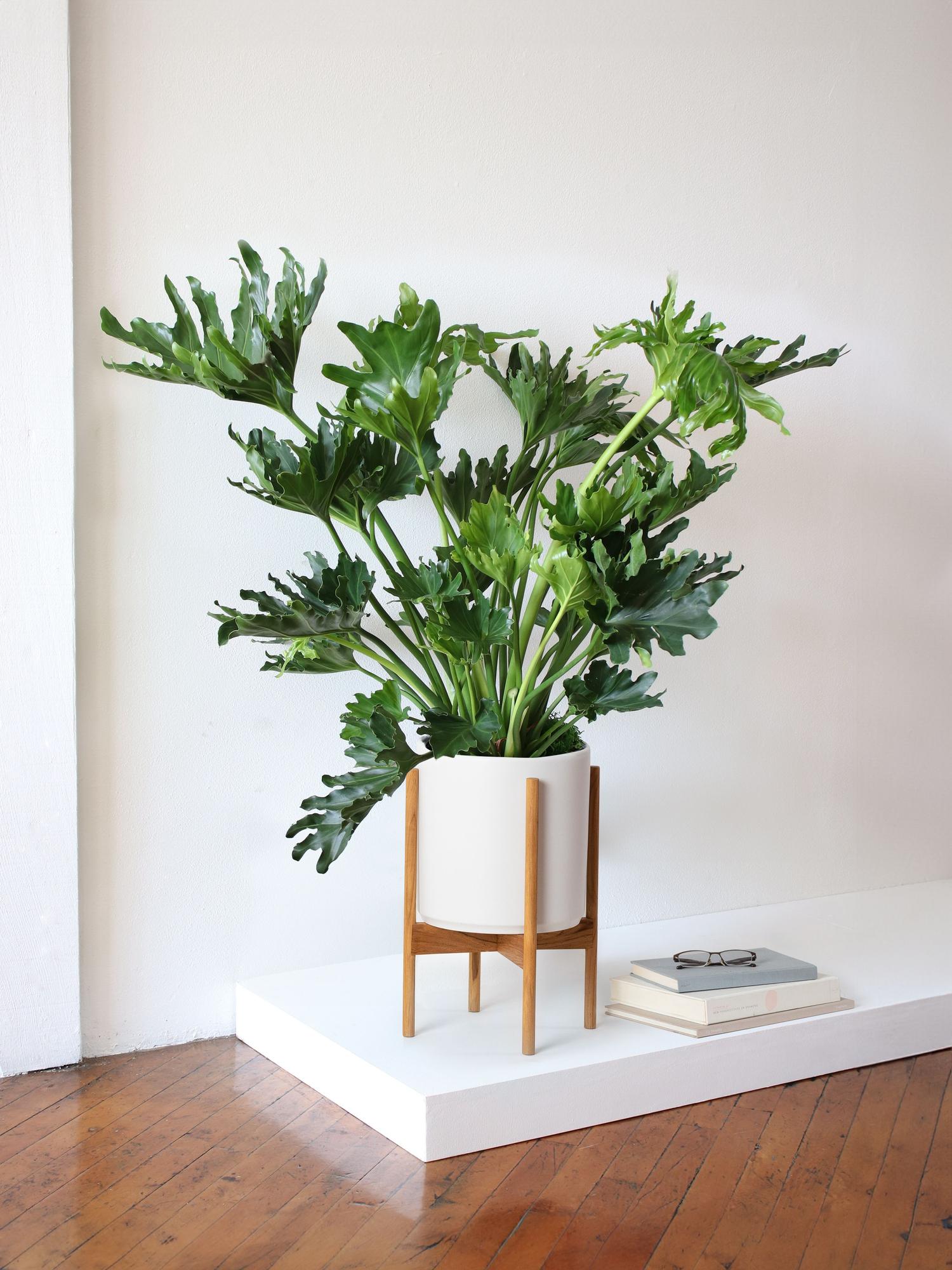 Hope Philodendron