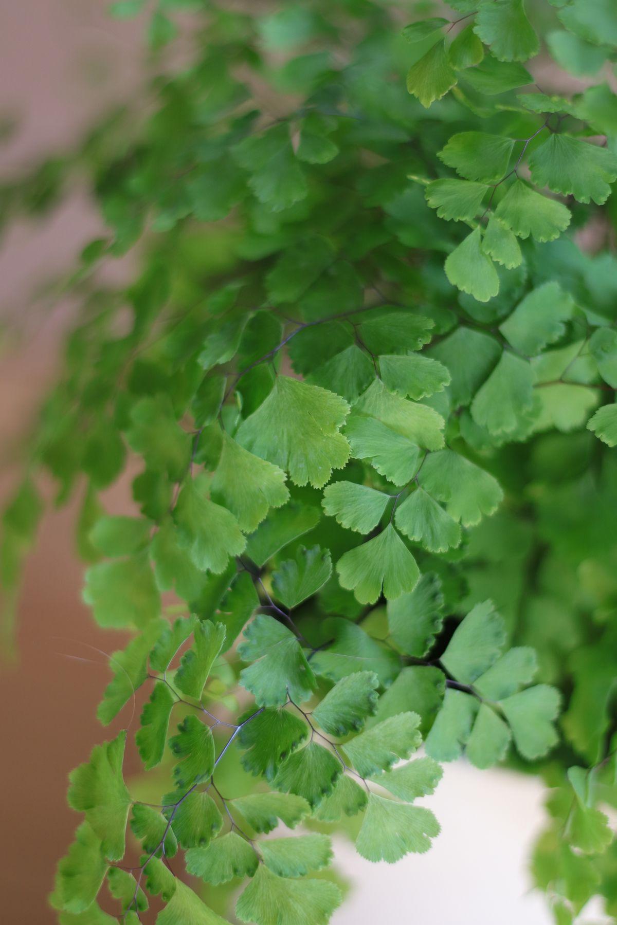 Maidenhair Fern