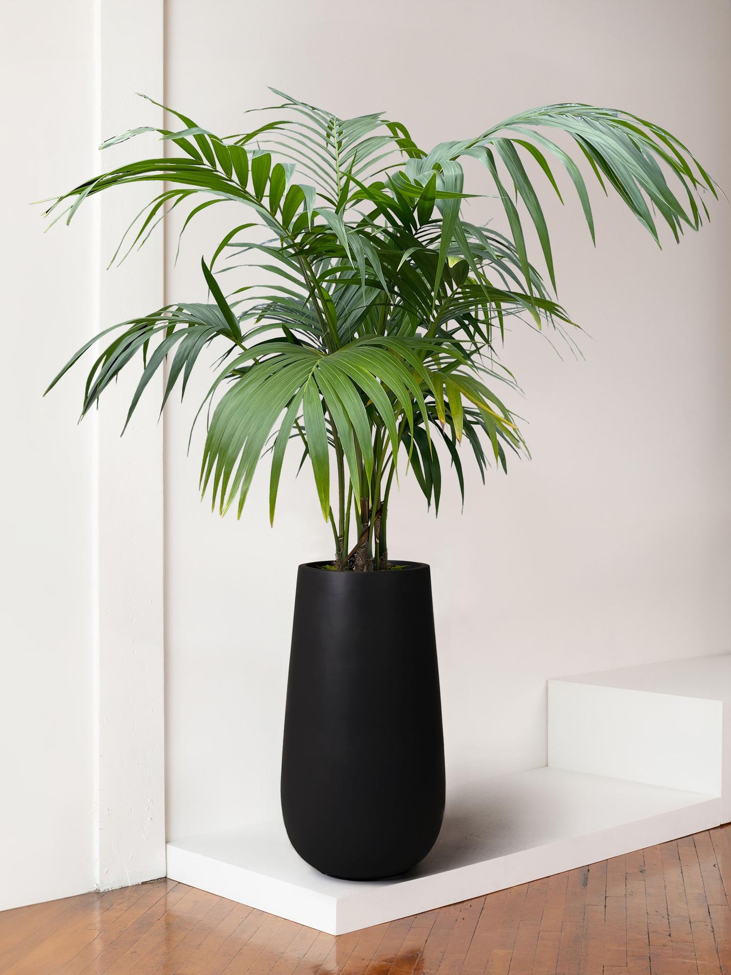 Kentia Palm