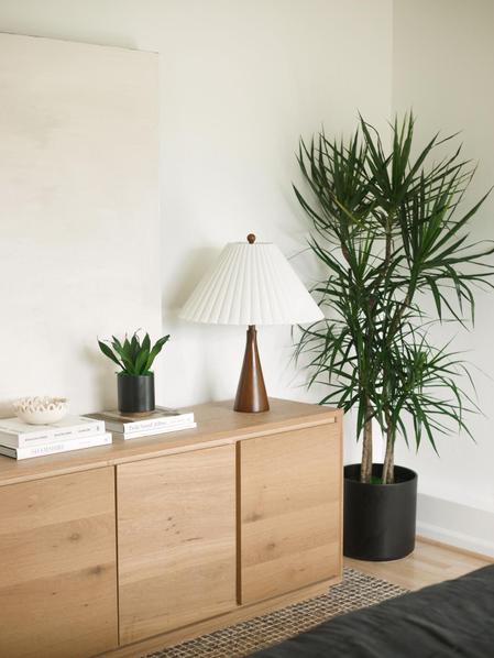 Dracaena Compacta