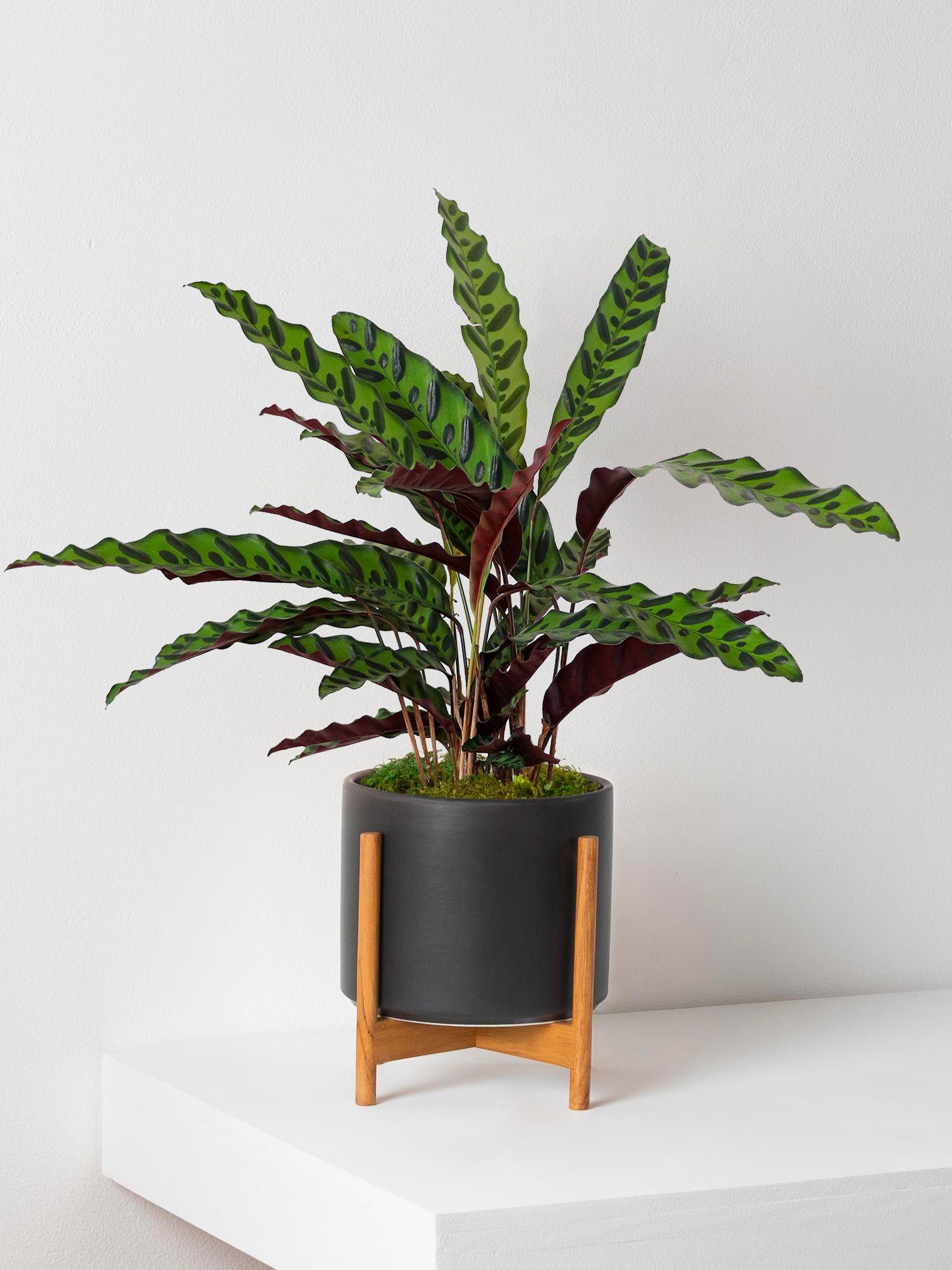 Calathea Paon de Rio - Cache-pot Mid-Century noir + stand