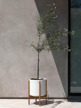 indoor plants picture