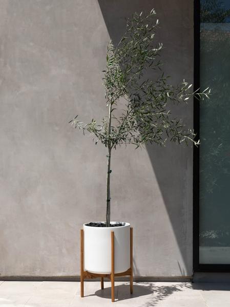 Olive Tree With Mid-Century Pot Extra Large 5-6 ft tall, potted plant,  shipped by Léon & George