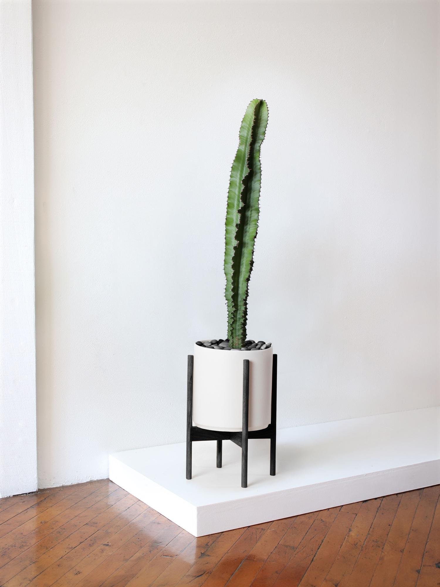 Jade Cactus