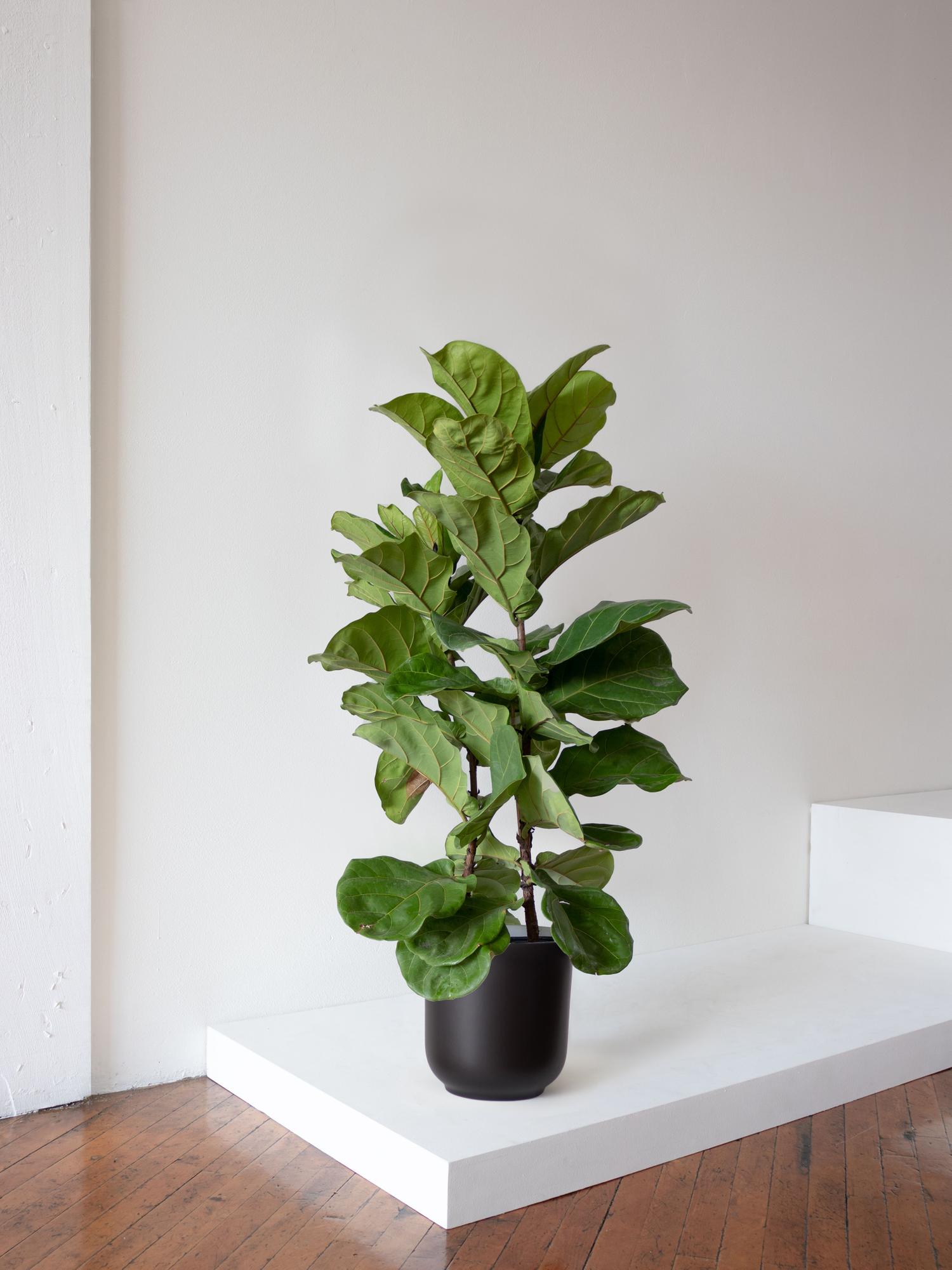 Fiddle Leaf Fig Bush