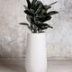 Rubber Tree