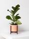 Fiddle Leaf Fig Plant
