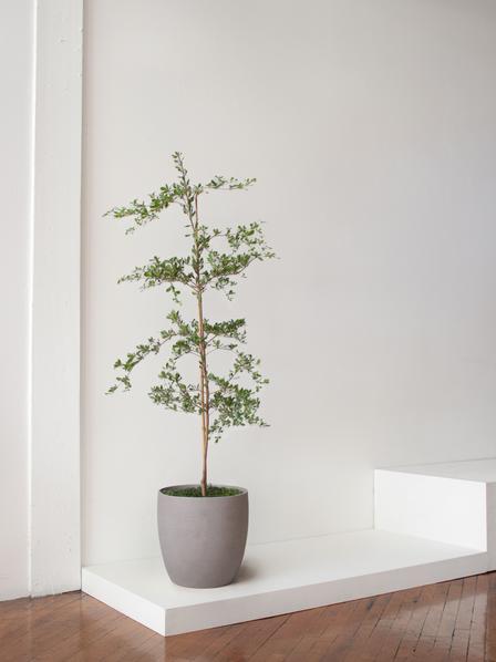 Black Olive Tree