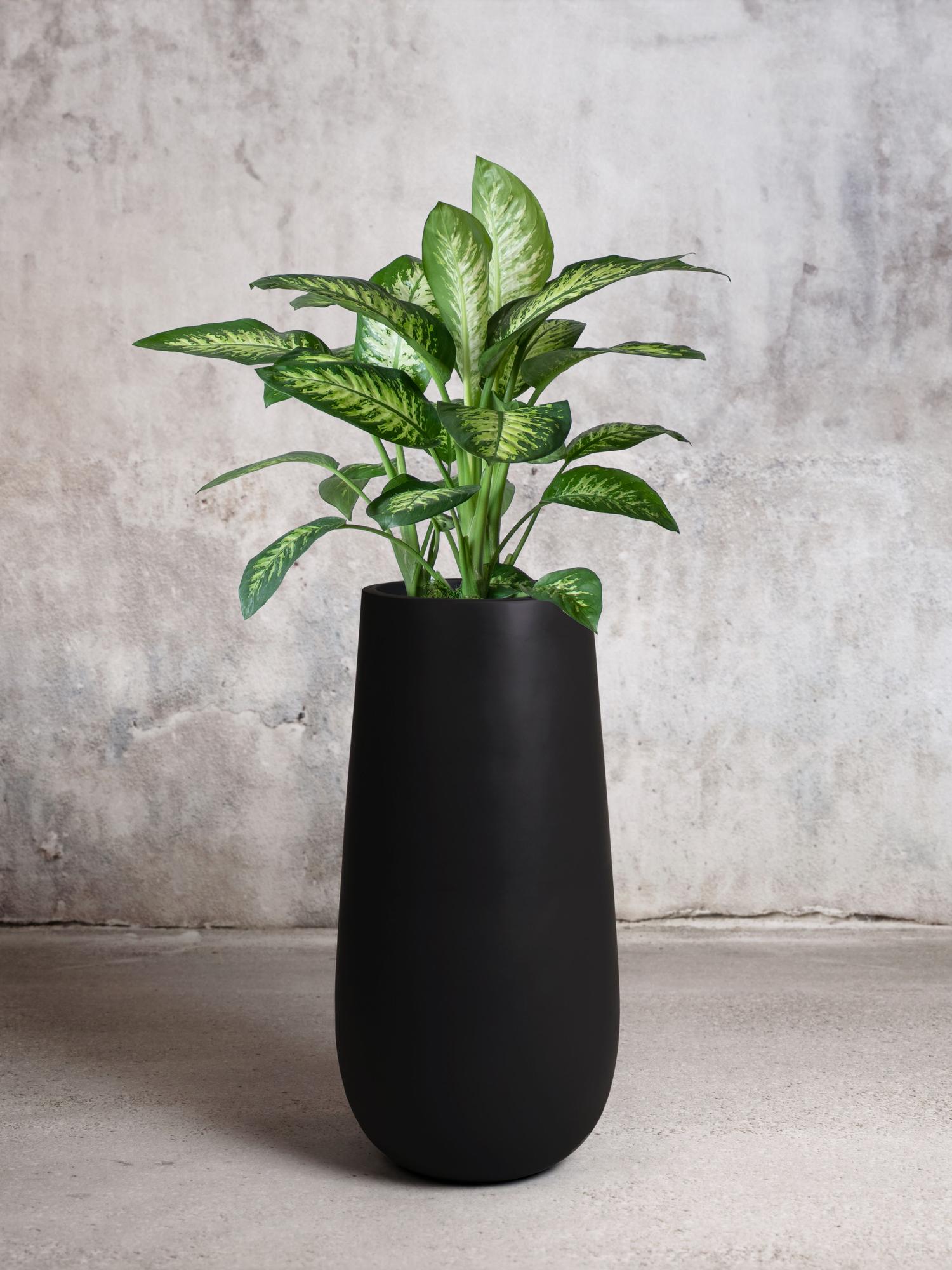 Dieffenbachia