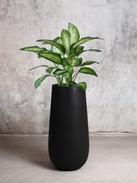 Dieffenbachia