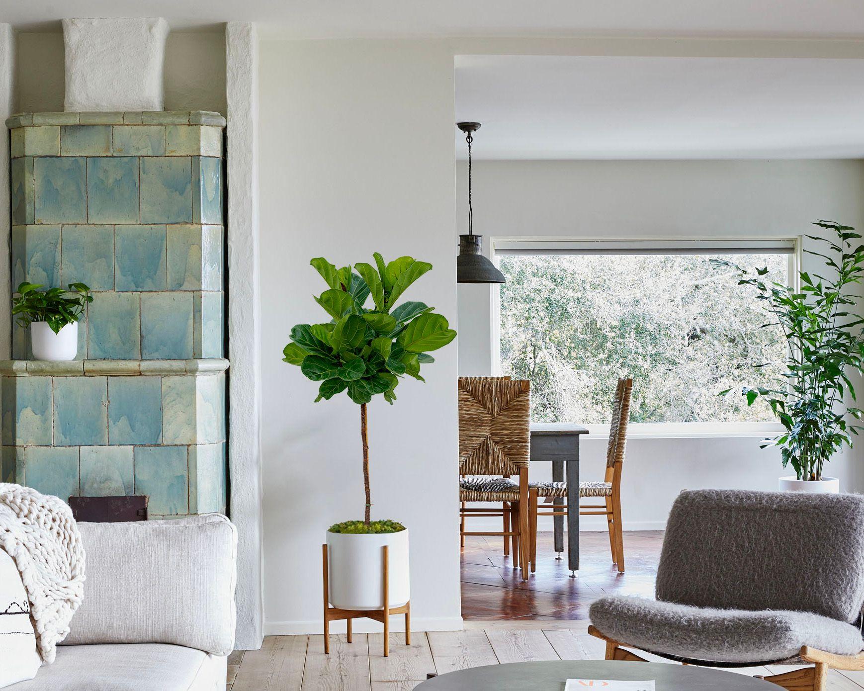 Ficus Lyrata Canopée